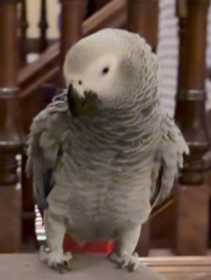 Lost African Grey