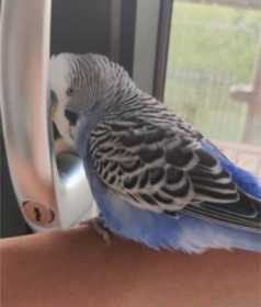 Lost Budgerigar