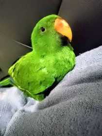 Lost Eclectus