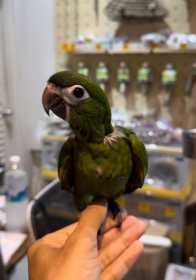 Lost Macaw
