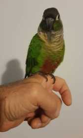 Lost Conure