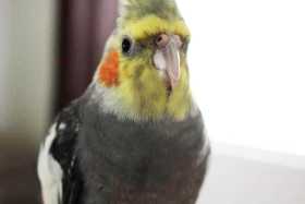 Lost Cockatiel