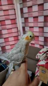 Lost Cockatiel