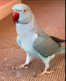 Lost Indian Ringneck Parakeet