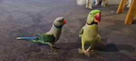 Lost Malabar Parakeet