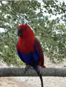 Lost Eclectus