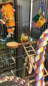 Lost Conure