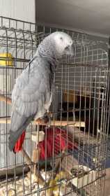 Lost African Grey