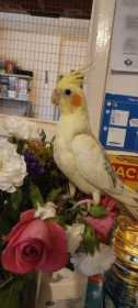 Lost Cockatiel