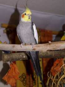 Lost Cockatiel