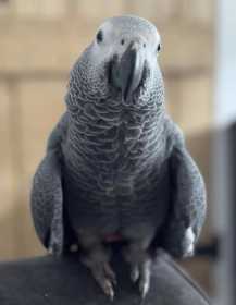 Lost African Grey