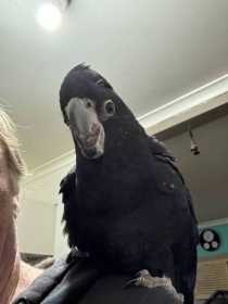 Lost Black Cockatoo