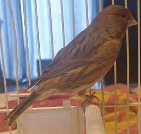 Lost Canary