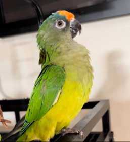 Lost Conure