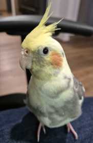 Lost Cockatiel