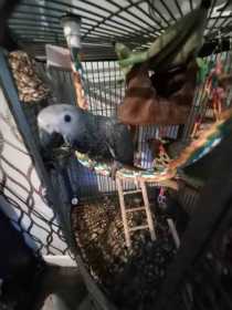 Lost African Grey