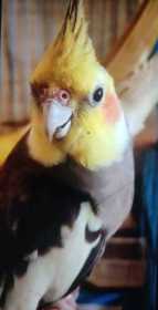 Lost Cockatiel