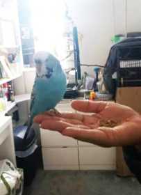 Lost Budgerigar
