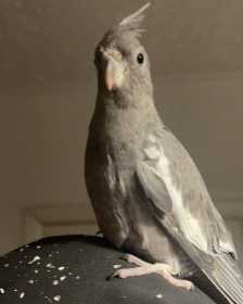 Lost Cockatiel