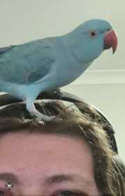 Lost Indian Ringneck Parakeet
