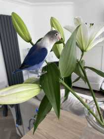 Lost Lovebird