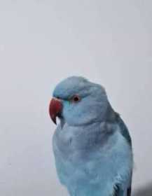 Lost Indian Ringneck Parakeet