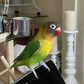 Lost Lovebird