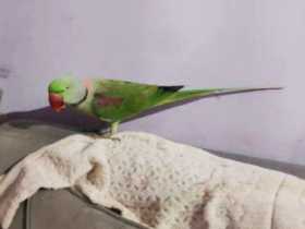 Lost Alexandrine