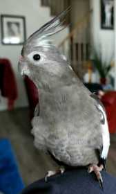 Lost Cockatiel