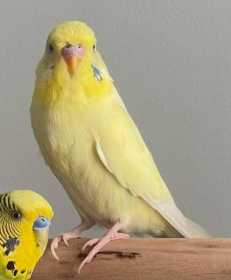 Lost Budgerigar