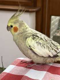 Lost Cockatiel