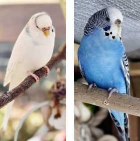 Lost Budgerigar