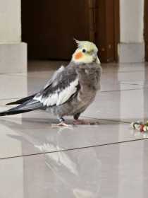 Lost Cockatiel