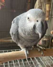 Lost African Grey