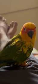Lost Conure