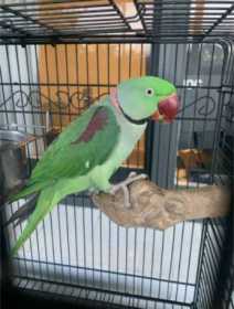 Lost Alexandrine