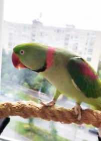 Lost Alexandrine