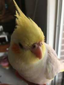 Lost Cockatiel