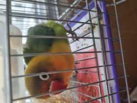 Lost Lovebird