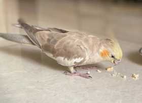 Lost Cockatiel