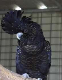 Lost Black Cockatoo
