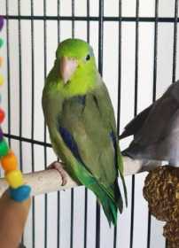 Lost Parrotlet