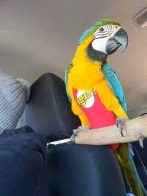 Lost Macaw