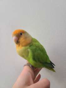 Lost Lovebird