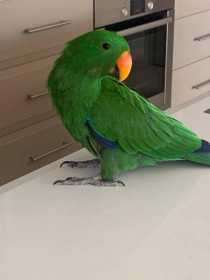 Lost Eclectus