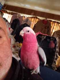 Lost Galah Cockatoo