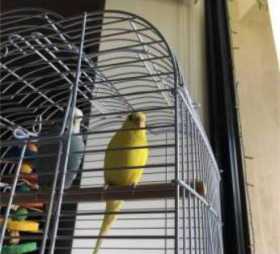 Lost Budgerigar