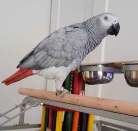 Lost African Grey