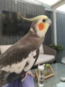 Lost Cockatiel