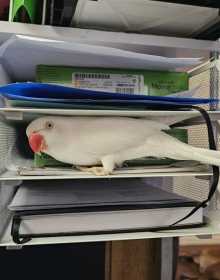 Lost Indian Ringneck Parakeet